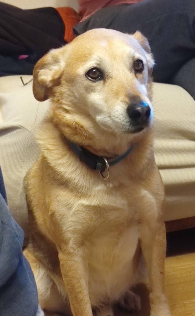 SUPER FOTKE vaših ljubimaca! Neki bi mogli biti viralni hit, ali svi su jednostavno neodoljivi