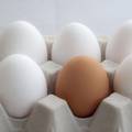 Koje odabrati: Znate li razliku između smeđeg i bijelog jajeta?