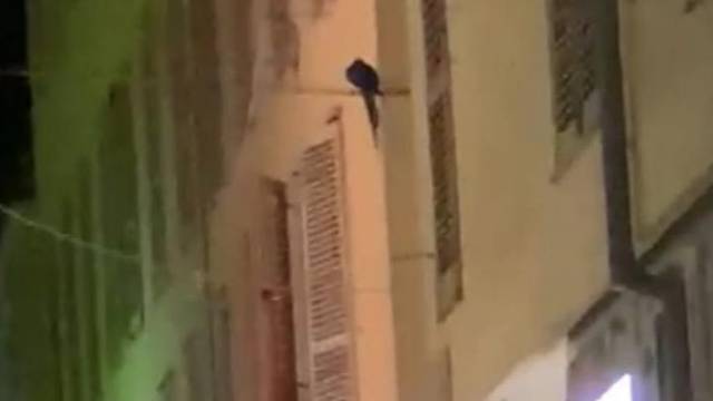 Papiga pobjegla vlasniku u centru Zadra, prolaznici puštali glasanje ptica na YouTubeu...