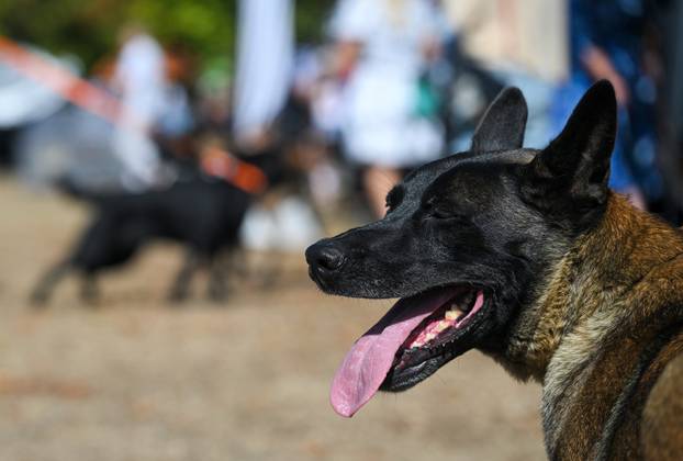 Održana CAC Velika Gorica Trophy 2026., nacionalna izložba pasa svih pasmina