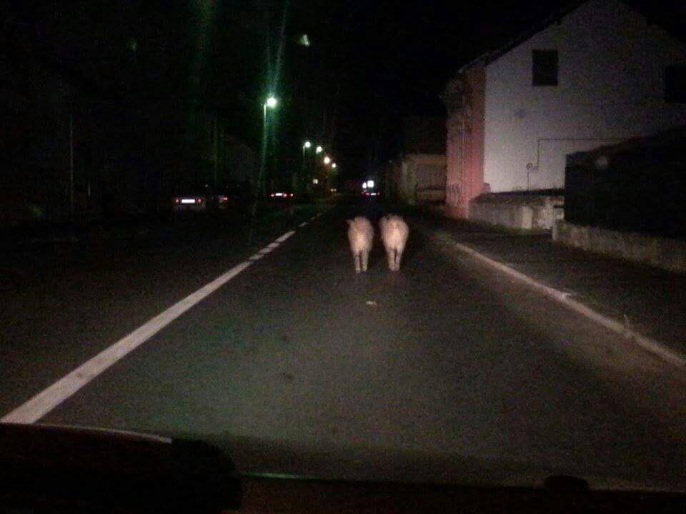 Izašle u grad: Pet divljih svinja prošetalo je središtem Pakraca