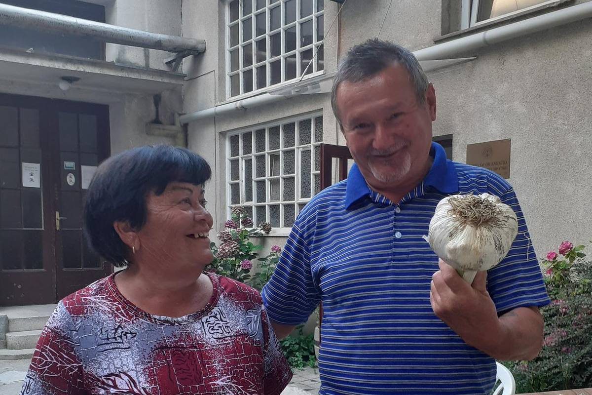 'Naš je najveći': Mariji i Ivanu niknuo češnjak od 850 grama