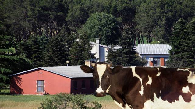 Zatvorska krava zbog teleta glavom nokautirala veterinarku