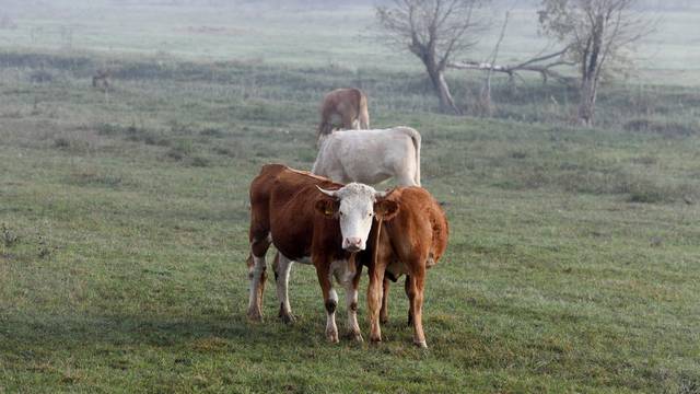 Knin: Krave na ispaši kod Knina