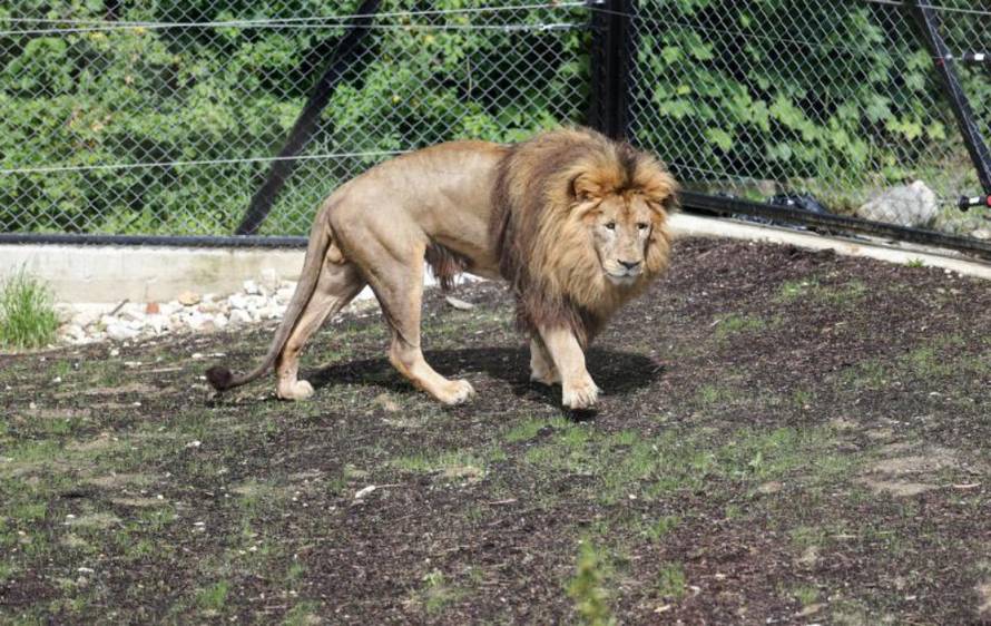 Petar Glebov / PIXSELL