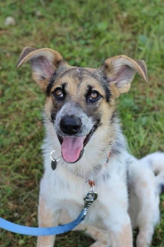 FOTO Ove predivne njuške traže dom: Pružite im priliku za sreću!