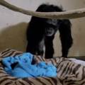 Velika ljubav čimpanze i njezine bebe koju vidi po prvi put jer se okotila na carski rez: Mazi ju...