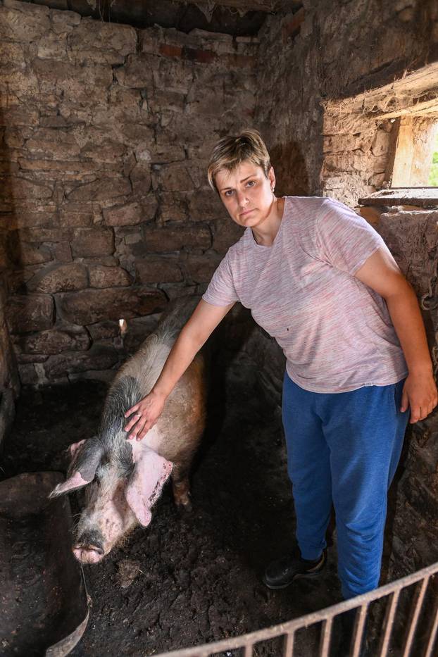 Reportaža sa Banije gdje se pojavila afrička svinjska kuga