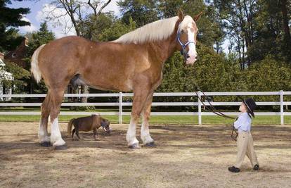Fotografirali se najveći i najmanji konj na svijetu