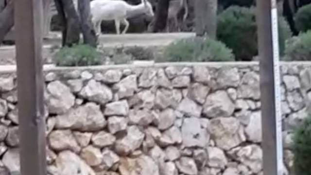 Bijeli jelen na Cresu! 'Lovci ne pucaju na njih zbog loše karme'