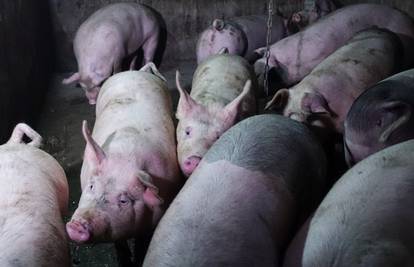Afrička svinjska kuga poharala Srbiju: Nema lijeka i zarazna je