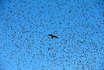 A black kite flies under a murmuration of migrating starlings at a landfill near the city of Beer Sheva, southern Israel