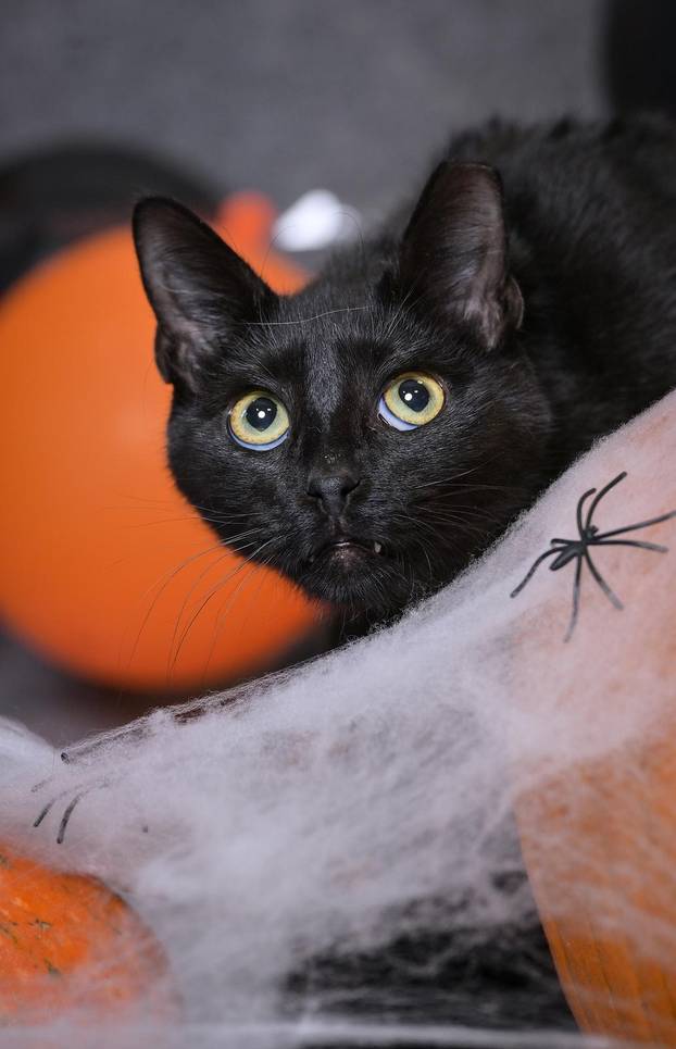 Sklonište u Dumovcu poziva na posebno jesensko udomljavanje pasa i mačaka