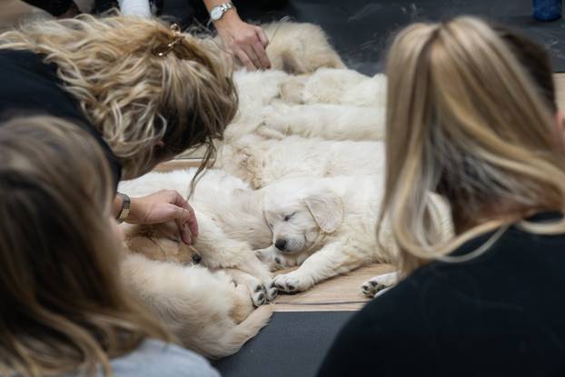 24SATA Paw Yoga, inovativni koncept joge koji je stigao u Hrvatsku