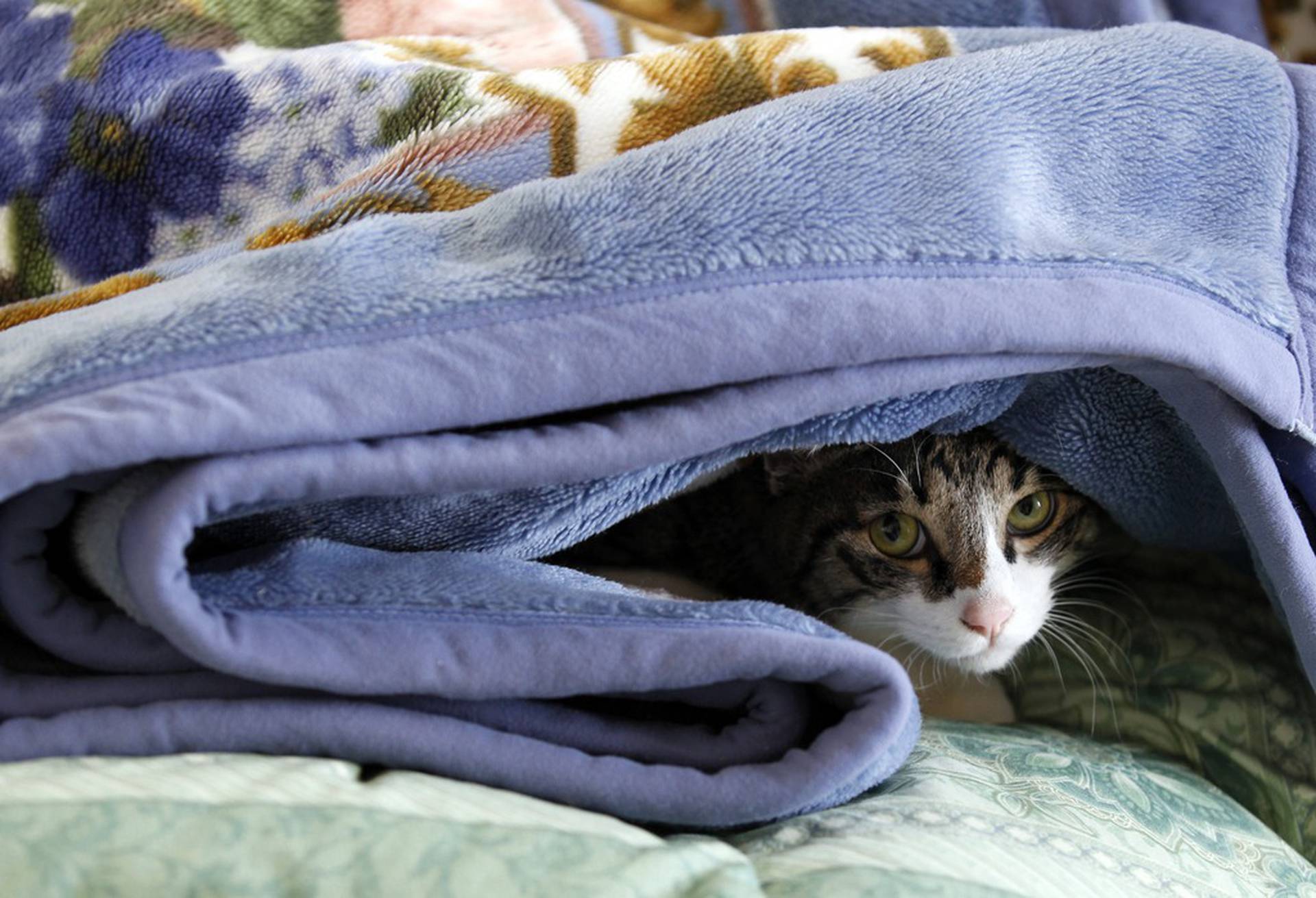 Под одеяльце. Кот под одеялом. Одеяло. Кот в одеяле. Кот укутался в одеяло.