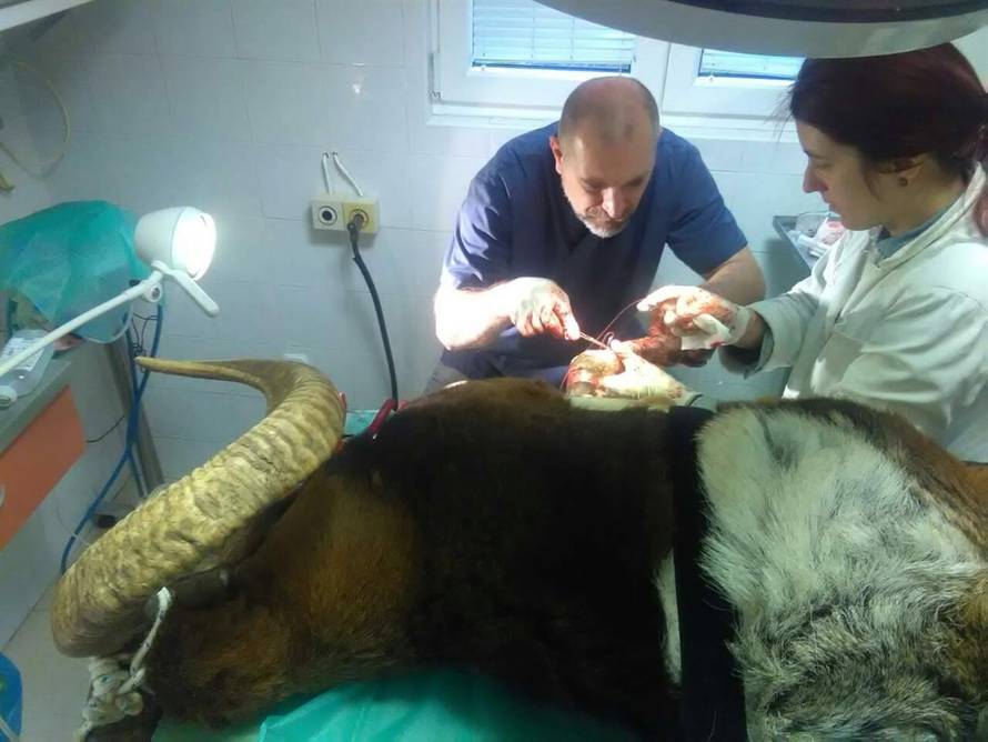 Uspjeli spasiti rogonju: Muflon s Dugog Otoka ponovno trči