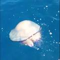 Nevjerojatan prizor kod Lošinja - naletili na meduzu od 20 kg!
