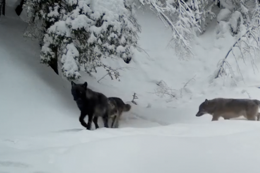 Snimljeni vukovi u NP Plitvi&ccaron;ka jezera