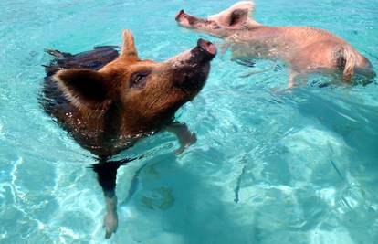 Pogledajte kako svinje uživaju u moru i suncu na Bahamima
