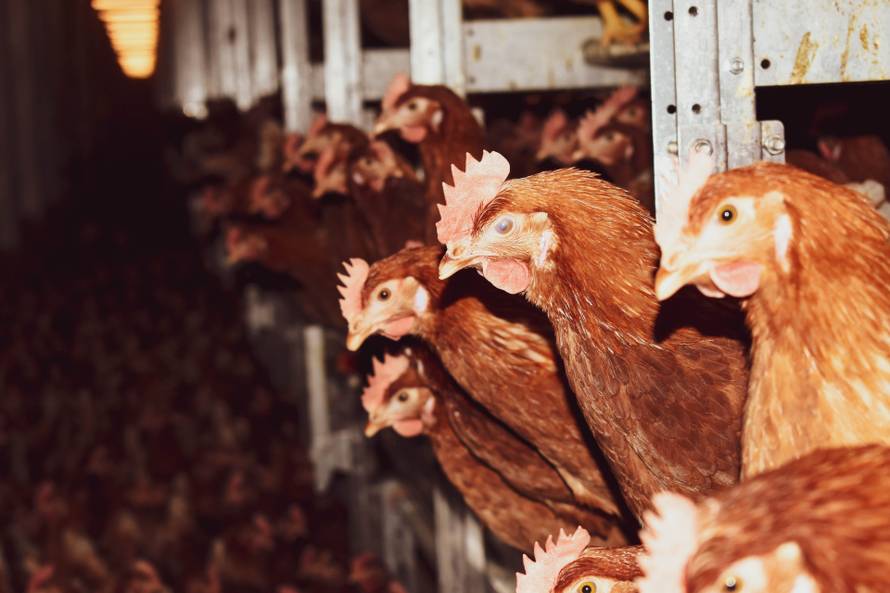 Spasimo hrvatsku proizvodnju jaja i hrvatske farmere!