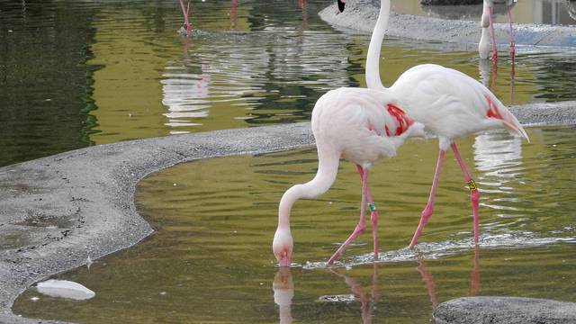 Be?: Zoološki vrt Schönbrunn najstariji je na svijetu