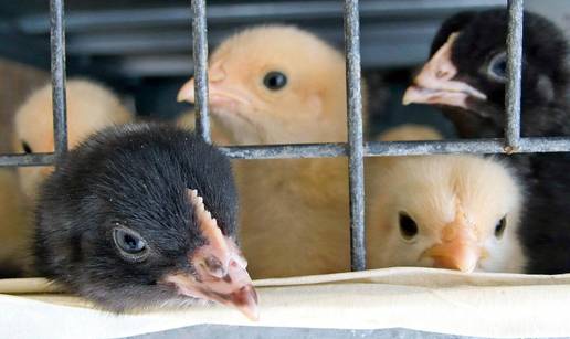 Prijatelji životinja nude recepte za veganski Uskrs: 'Piliće melju žive, koristite drvena jaja!'