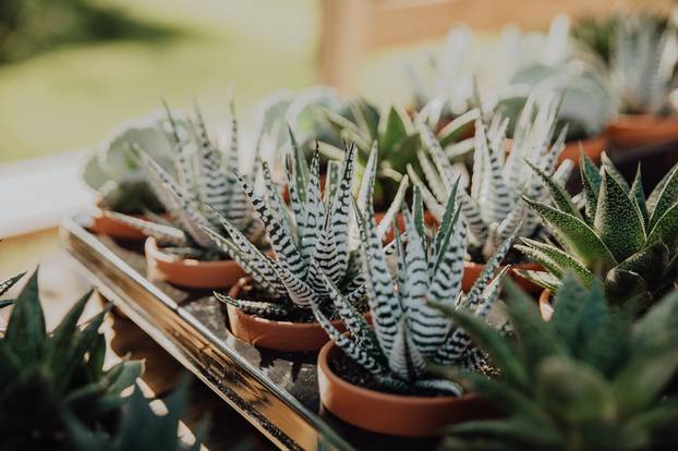 Fuliranje Jungle otvorilo svoja vrata: Uživajte u klopi, glazbi, dobrom pivu i ukusnim vinima