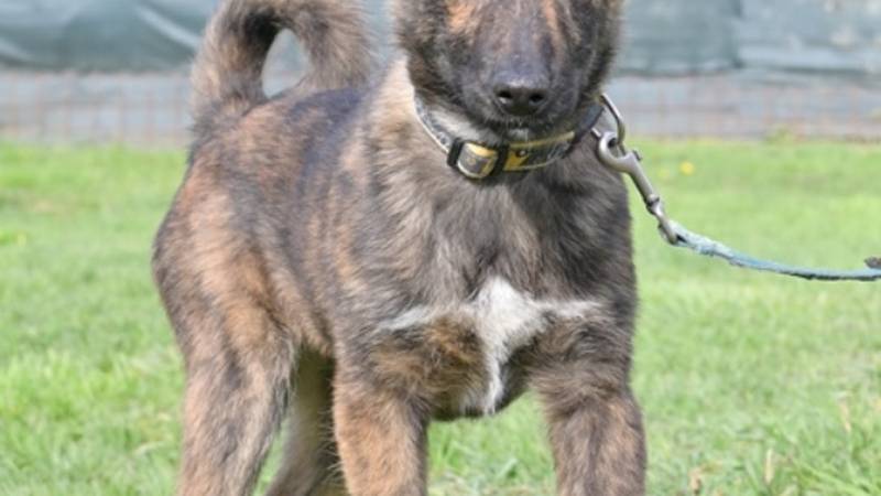 Ovaj mladić željno vas čeka u Dumovcu - Udomite ga što prije