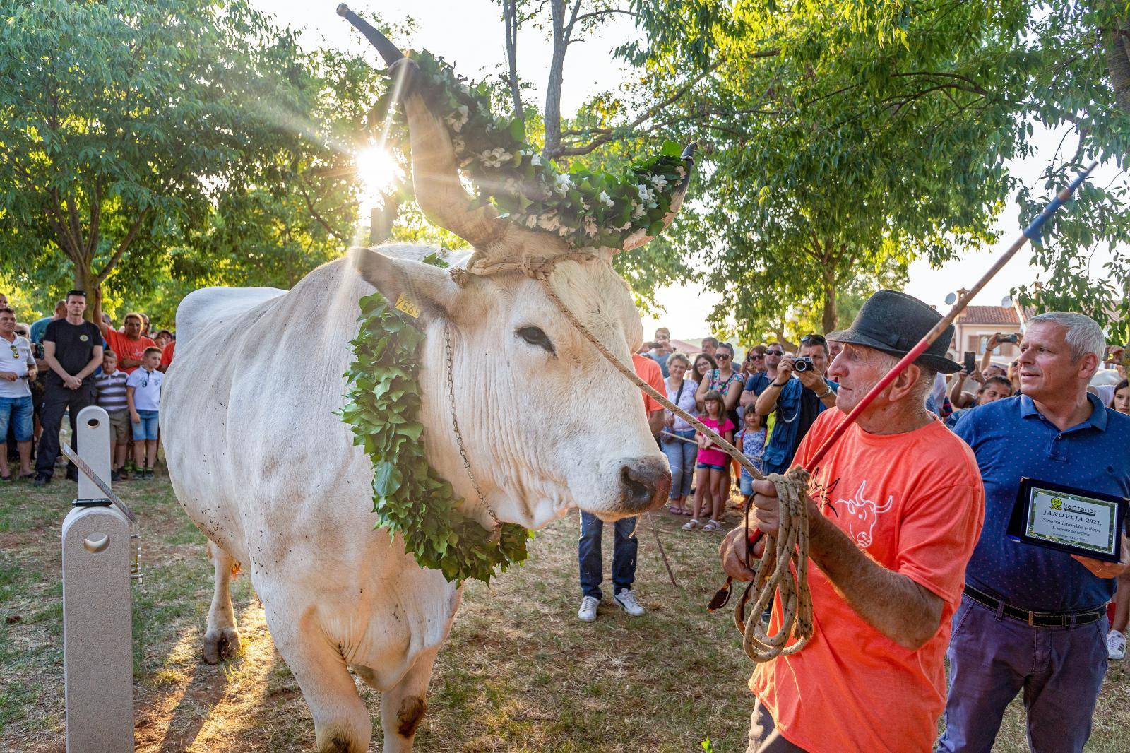Kanfanar: Sarožin je i ove godine najteži i najljepši vol na Smotri istarskog goveda