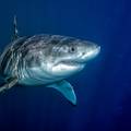Mitovi o morskim psima: Što treba napraviti kada napadnu?