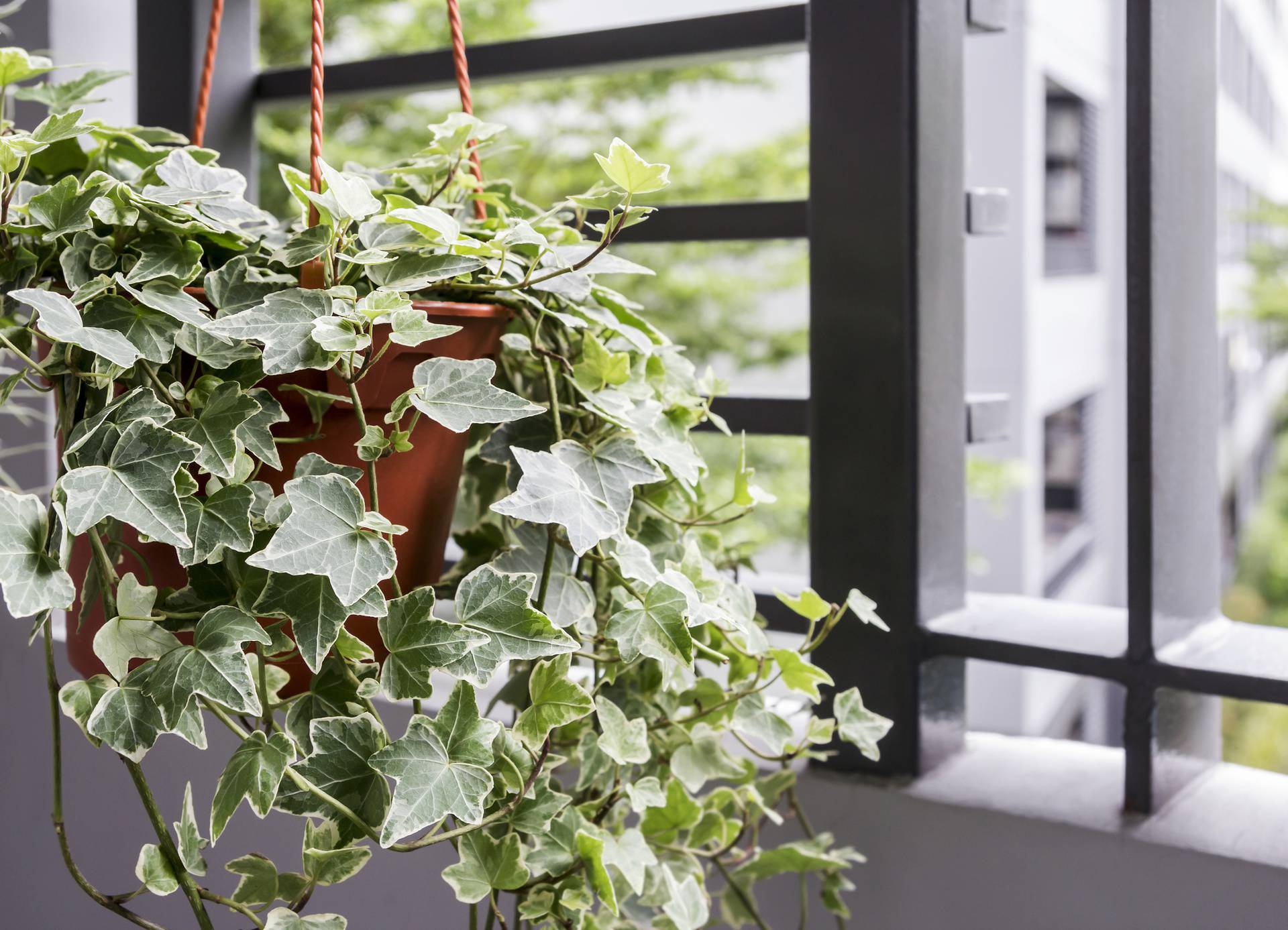 Pročistite zrak prirodno uz biljke koje unose svježinu u prostor
