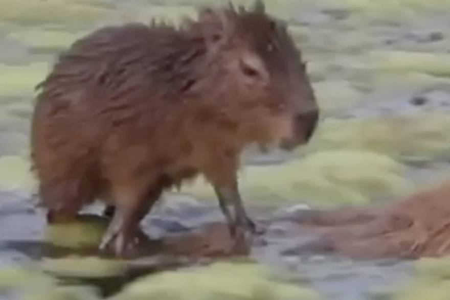 specka kapibara surfa po kapibari u bari