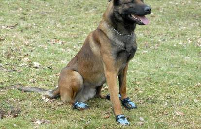 Duesseldorf: Svi policijski psi dobili gumene šlapice
