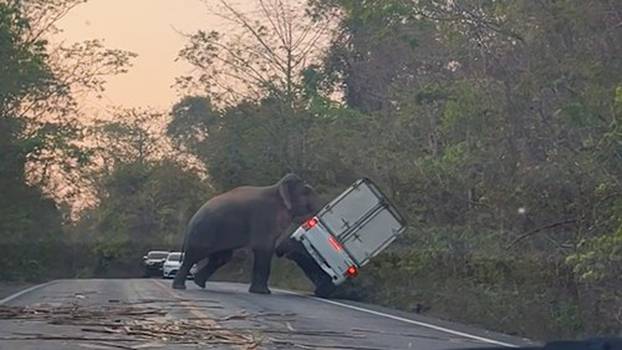 Furious wild elephant flips over pick-up truck because driver 'refused to wait for it to cross road'