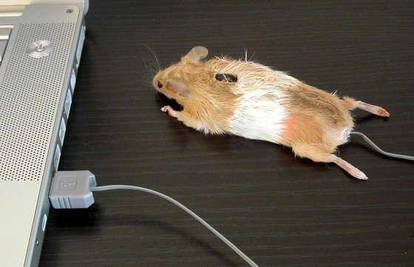 Kompjutorski miš presvukli mišjom kožom