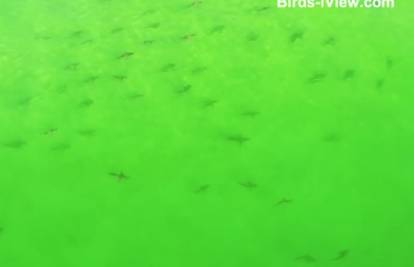 Naježit ćete se od ove snimke: Jato krvoločnih morskih pasa