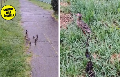 VIDEO Pomogao mami patki i pačićima u nevolji: 'Čekali smo zajedno zeleno na semaforu...'