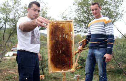 Gladni medo razorio košnice, nije ga spriječila čak ni struja