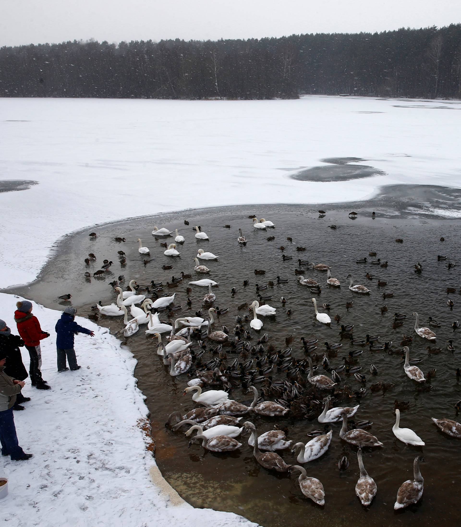 People feeds mute swans and mallards in a lake during snowy winter day on the outskirts of Minsk