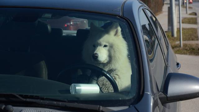 Koprivnica: Pas sjeo za vozačevo mjesto u automobilu i zbunio prolaznike