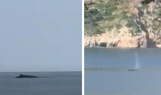 VIDEO Snimio kita kod Cavtata: 'Odjednom je isplivao ispred nas, bio je odmah pored obale'