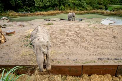 A baby elephant is seen near its mother Surin at outdoor facility of the Copenhagen Zoo