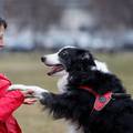 Psi mogu razlikovati različite jezike: Pustili im 'Malog princa' i gledali kako im mozak reagira