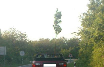 Prevozio je sadnicu stabla na prednjem sjedalu kabrioleta