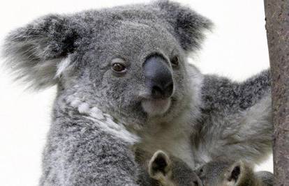 Kina: Blizanci koale rođeni u zatočeništvu