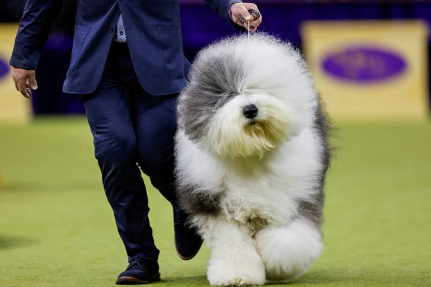 150th Annual Westminster Kennel Club Dog Show in New York City