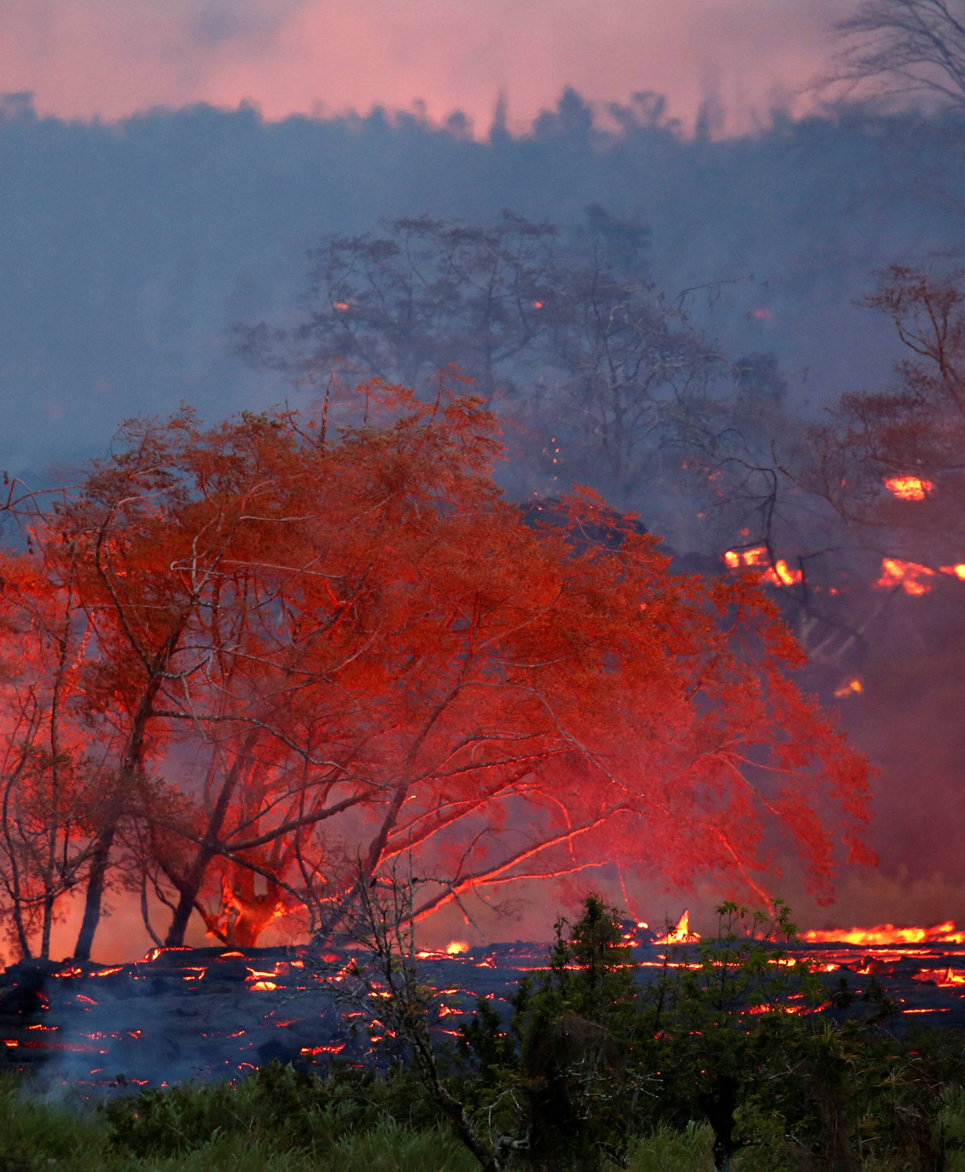 Lava flows through trees on the outskirts of Pahoa