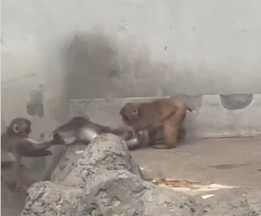 VIDEO Majmun Punch potukao se s većim od sebe - zbog cure!