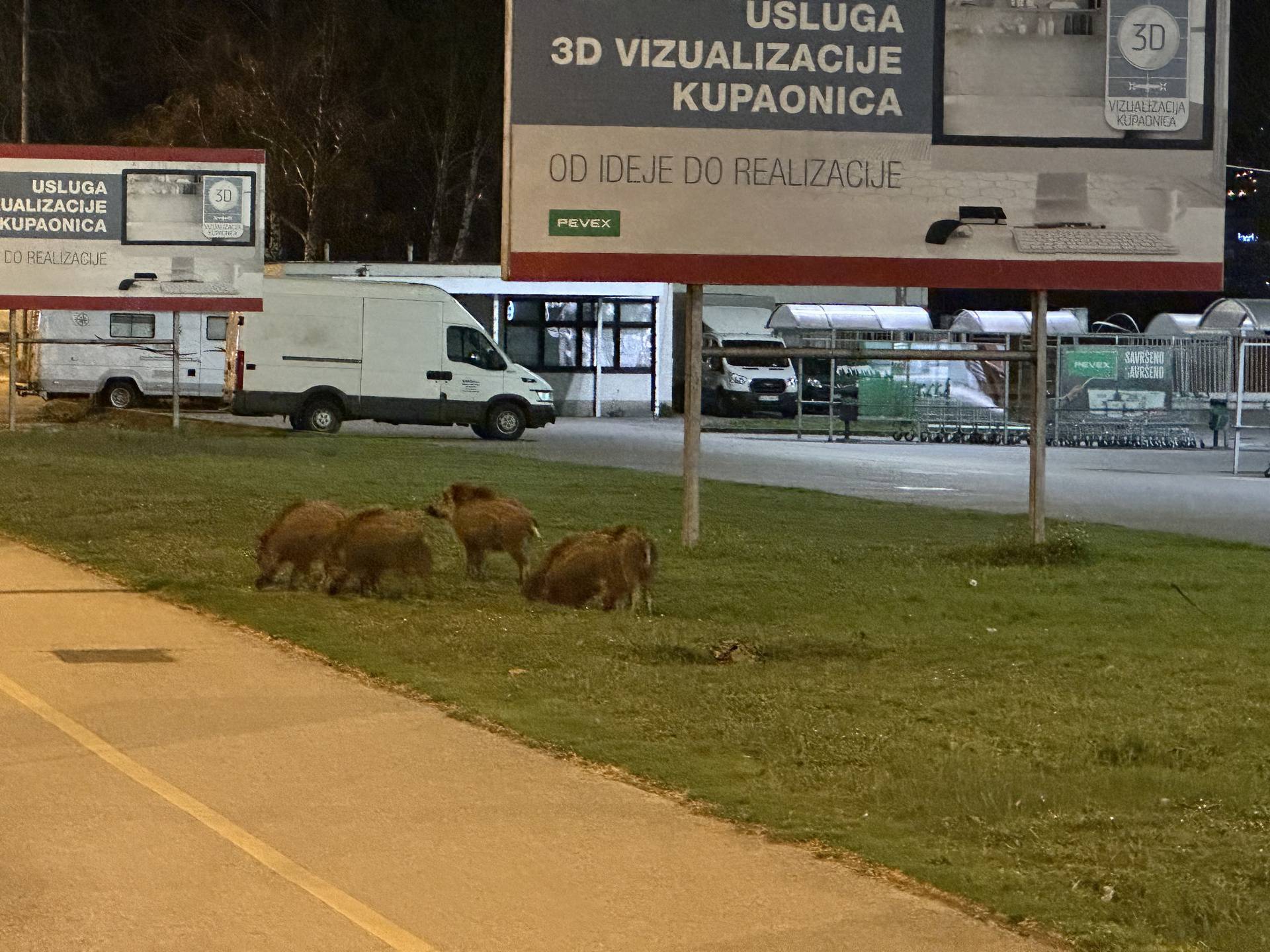 FOTO Kuda idu divlje svinje? Na Jankomir: 'Bilo ih je pet, šest... Prešetavale su se po parkingu'