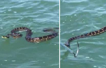 Ribar u panici: Ogromna zmija uporno je htjela na njegov brod